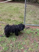 Ziggy, a male Puli for sale in Centralia, WA – Photo 2 of 3