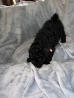 Pink, a female Puli for sale in Centralia, WA – Photo 3 of 5