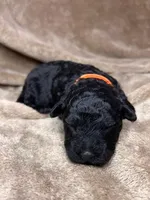 Ziggy, a male Puli for sale in Centralia, WA – Photo 1 of 3