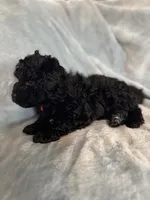 Red, a male Puli for sale in Centralia, WA – Photo 6 of 6