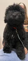 Red, a male Puli for sale in Centralia, WA – 8 of 8