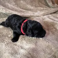 Red, a male Puli for sale in Centralia, WA – Photo 2 of 6