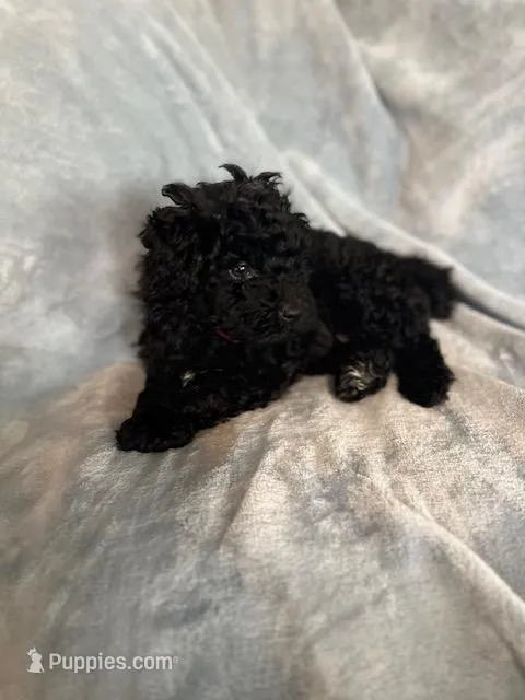 Big Red – Puli puppy for sale in Centralia, WA