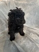 Red, a male Puli for sale in Centralia, WA – Photo 5 of 6