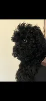 Red, a male Puli for sale in Centralia, WA – 7 of 8