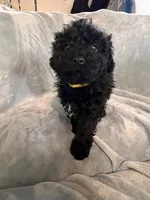 Purple, a female Puli for sale in Centralia, WA – Photo 5 of 7