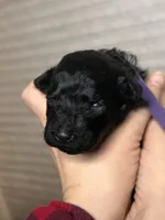 Purple, a female Puli for sale in Centralia, WA – Photo 6 of 7