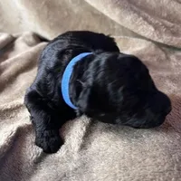 Purple, a female Puli for sale in Centralia, WA – Photo 7 of 7