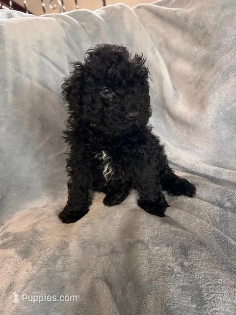 Purple – Puli puppy for sale in Centralia, WA