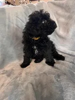 Purple, a female Puli for sale in Centralia, WA – Photo 4 of 7