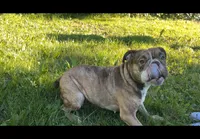 Kitkat, a female Olde English Bulldogge for sale in Centralia, WA – 4 of 4