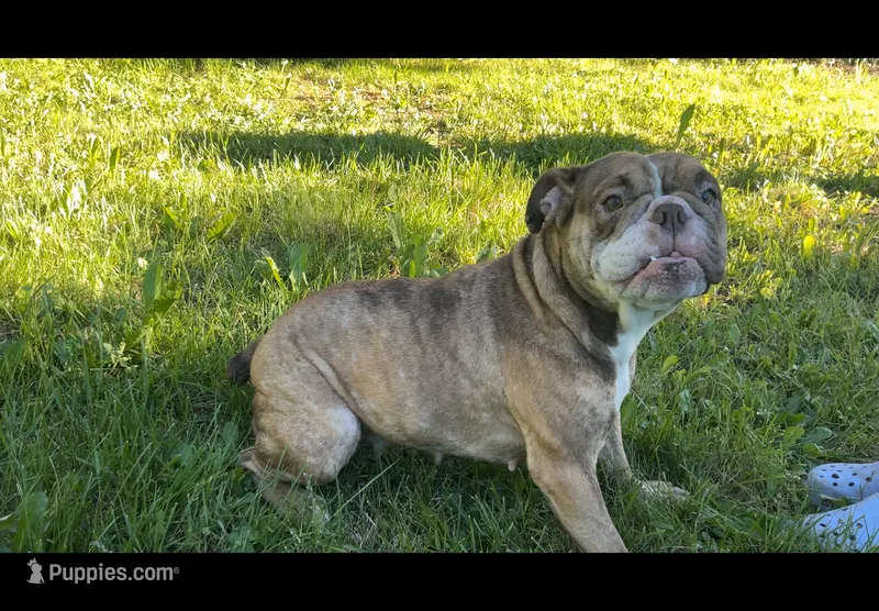 Kitkat – Olde English Bulldogge puppy for sale in Centralia, WA