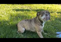Kitkat, a female Olde English Bulldogge for sale in Centralia, WA – 1 of 4