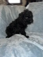 Blue, a male Puli for sale in Centralia, WA – Photo 3 of 7