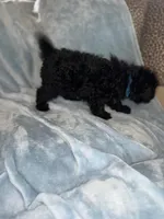 Blue, a male Puli for sale in Centralia, WA – Photo 2 of 7