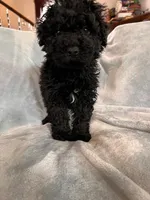 Blue, a male Puli for sale in Centralia, WA – Photo 4 of 7