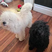 Blue, a male Puli for sale in Centralia, WA – Photo 6 of 7