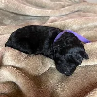 Blue, a male Puli for sale in Centralia, WA – Photo 5 of 7