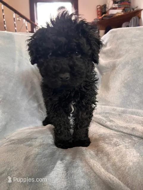Blue – Puli puppy for sale in Centralia, WA