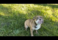 Kitkat, a female Olde English Bulldogge for sale in Centralia, WA – 2 of 4