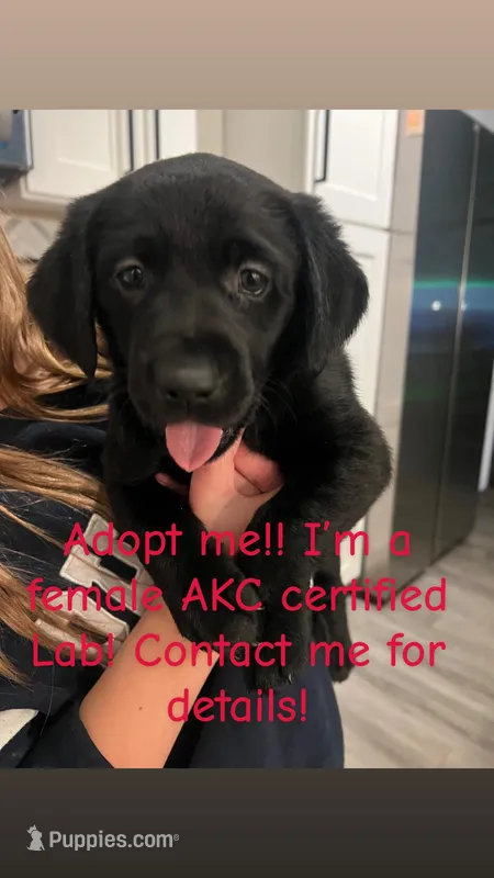 Ariel – Labrador Retriever puppy for sale in Elkhorn, WI