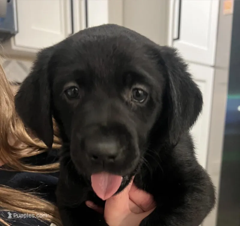 Ariel – Labrador Retriever puppy for sale in Elkhorn, WI