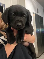 Ariel, a female Labrador Retriever for sale in Elkhorn, WI – Photo 2 of 2