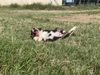 Jake, a male Australian Shepherd for sale in Lockhart, TX – 3 of 3