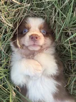 Red, a male Australian Shepherd for sale in Lockhart, TX – 2 of 5