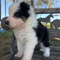 Bear, a male Australian Shepherd for sale in Lockhart, TX – 4 of 7