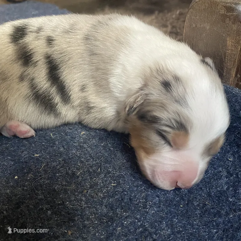 Willow – Australian Shepherd puppy for sale in Lockhart, TX