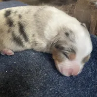 Willow, a female Australian Shepherd for sale in Lockhart, TX – 1 of 1