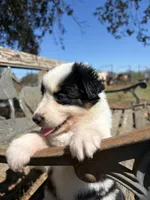 Cookie, a female Australian Shepherd for sale in Lockhart, TX – 7 of 7
