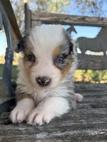Nala, a female Australian Shepherd for sale in Lockhart, TX – 5 of 5
