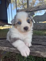 Cooper, a male Australian Shepherd for sale in Lockhart, TX – 2 of 7