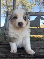 Cooper, a male Australian Shepherd for sale in Lockhart, TX – 3 of 7