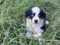 Grace, a female Australian Shepherd for sale in Lockhart, TX – 8 of 9