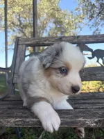 Cooper, a male Australian Shepherd for sale in Lockhart, TX – 6 of 7