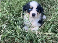 Grace, a female Australian Shepherd for sale in Lockhart, TX – 9 of 9