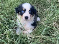 Grace, a female Australian Shepherd for sale in Lockhart, TX – 1 of 9