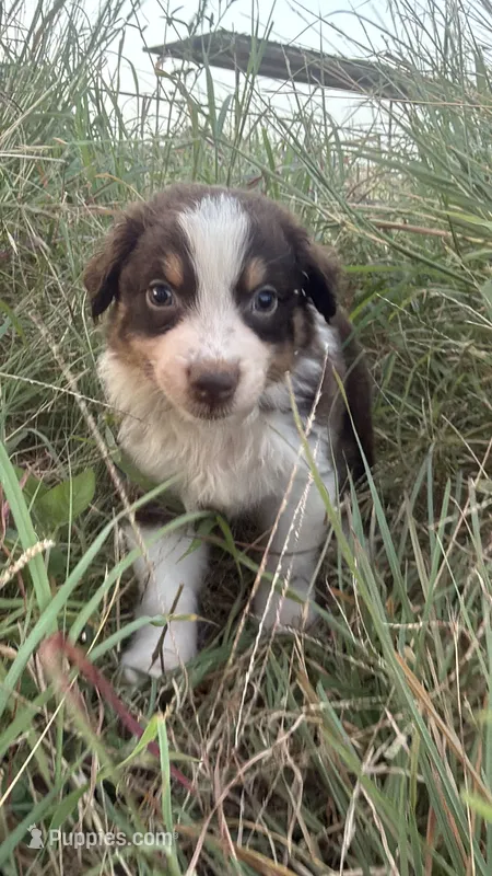 Dark Red – Australian Shepherd puppy for sale in Lockhart, TX