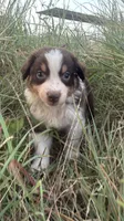 Dark Red, a male Australian Shepherd for sale in Lockhart, TX – 1 of 2