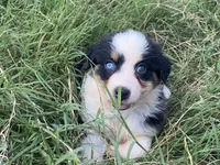 Grace, a female Australian Shepherd for sale in Lockhart, TX – 2 of 9