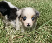 Blue, a male Australian Shepherd for sale in Lockhart, TX – 2 of 5