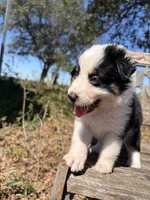 Cookie, a female Australian Shepherd for sale in Lockhart, TX – 5 of 7