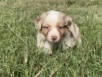 Ruby, a female Australian Shepherd for sale in Lockhart, TX – 4 of 7