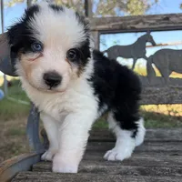 Bear, a male Australian Shepherd for sale in Lockhart, TX – 5 of 7
