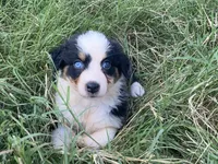 Grace, a female Australian Shepherd for sale in Lockhart, TX – 7 of 9