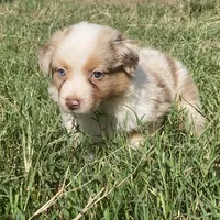Ruby, a female Australian Shepherd for sale in Lockhart, TX – 2 of 7