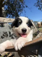 Cookie, a female Australian Shepherd for sale in Lockhart, TX – 3 of 7